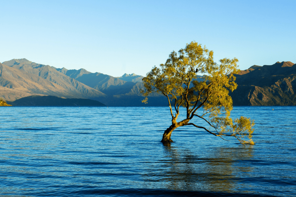 Where Are You&nbsp;Rooted?