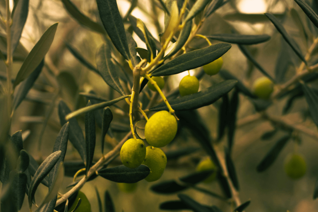 Not Set Aside but Set Apart: An Olive Garden&nbsp;Prayer