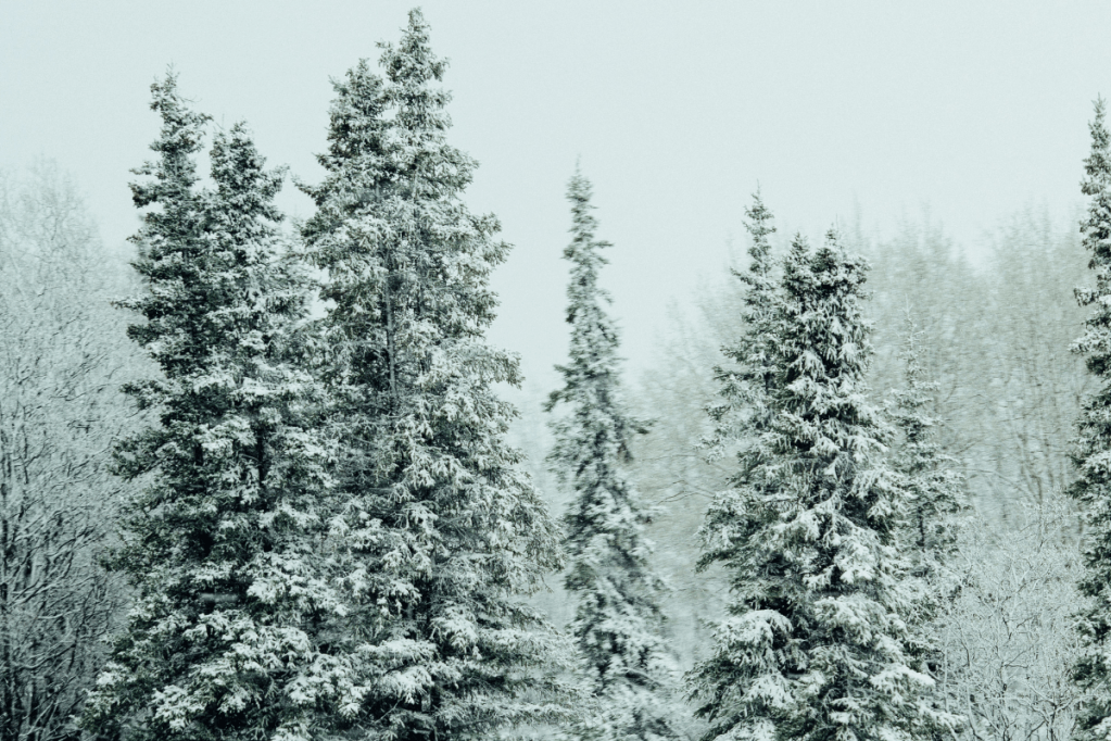 Dealing With Grief During&nbsp;Christmas