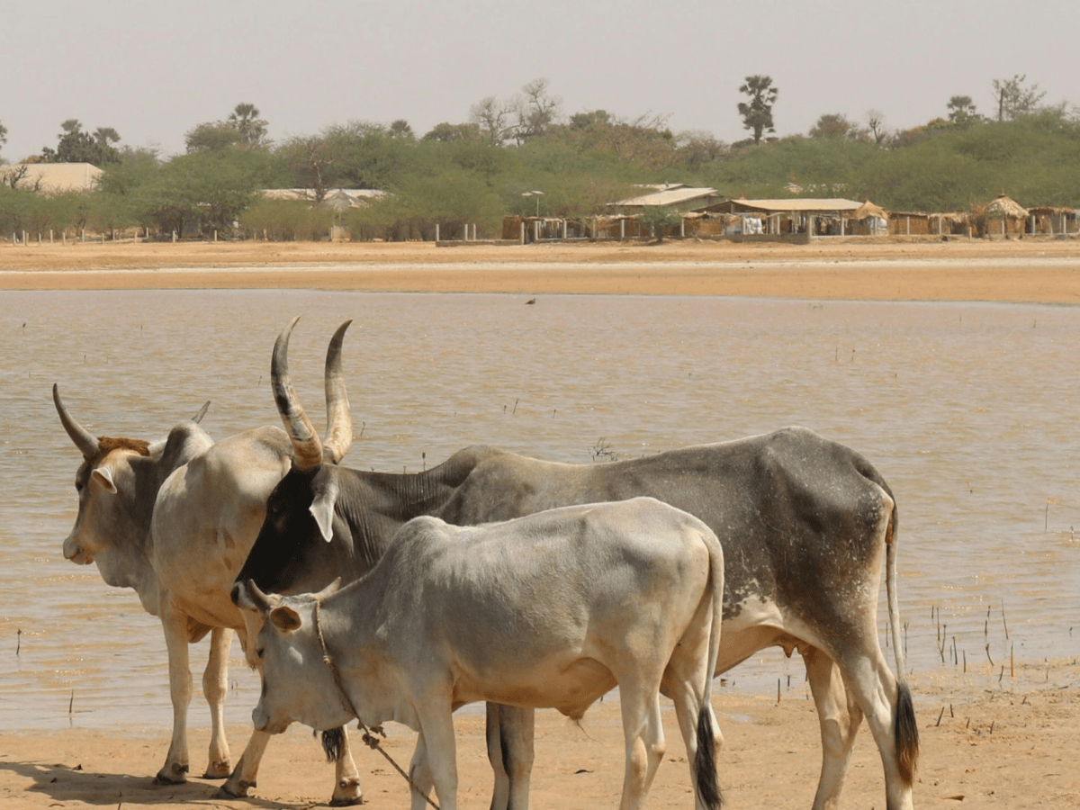 Green, Yellow, and&nbsp;Red