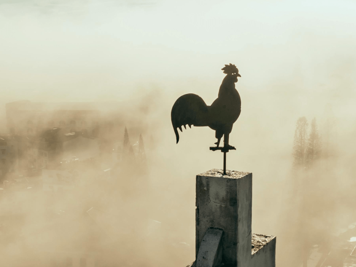 The Rooster’s Call